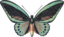 Ornithoptera Priamus