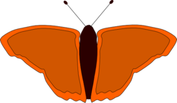 Orange Butterfly