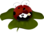 Coccinella