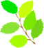 Simple Spring New Leaves