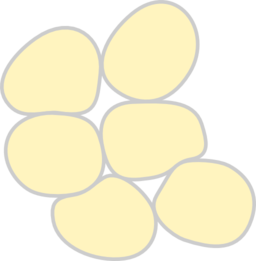 Adipose Tissue