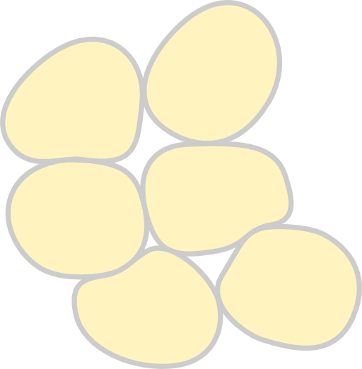 Adipose Tissue