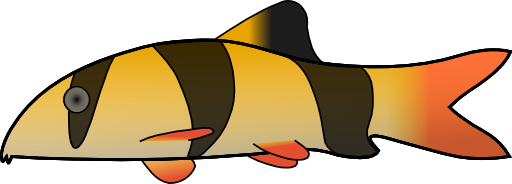 Clown Loach