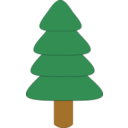 Spruce1