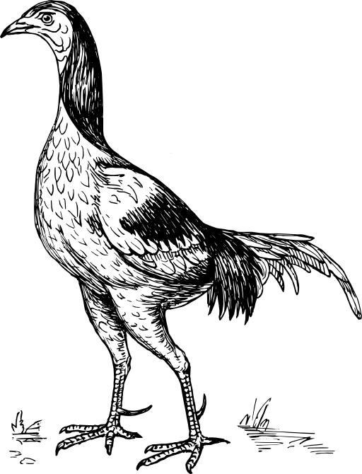 Game Cock