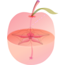 download Appleanatomy clipart image with 315 hue color