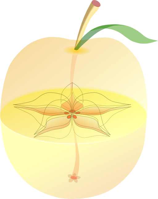 Appleanatomy