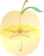 Appleanatomy