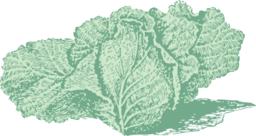 Jersey Cabbage