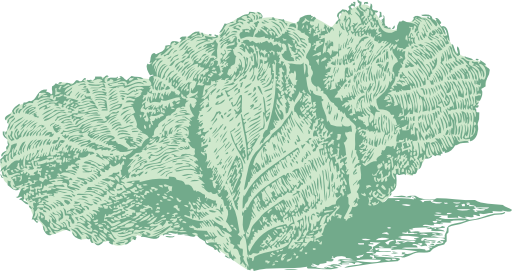Jersey Cabbage