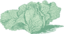 Jersey Cabbage