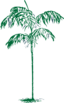Chamaedorea Sartorii
