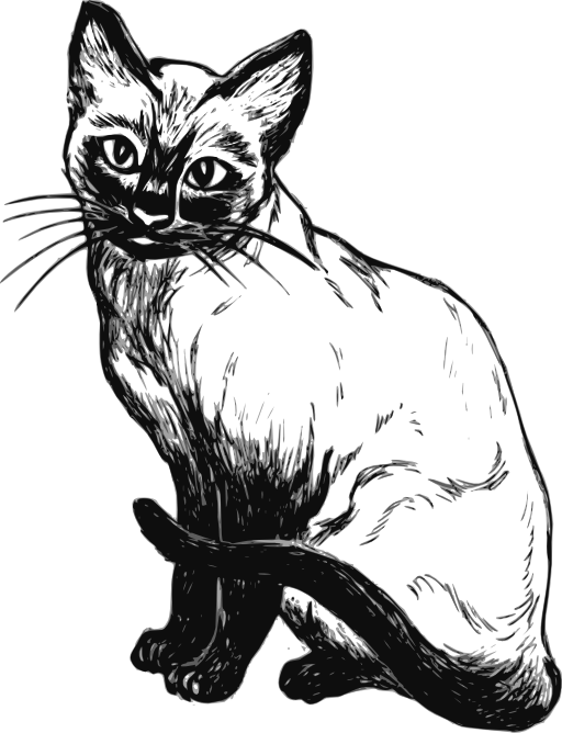 Siamese Cat