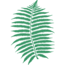 download Fern clipart image with 45 hue color