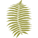 download Fern clipart image with 315 hue color