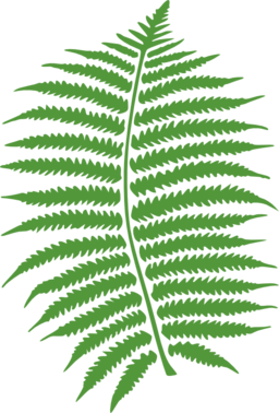 Fern