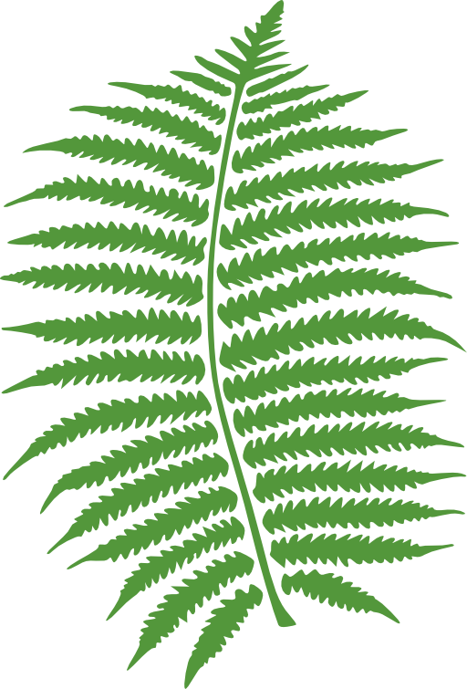 Fern