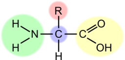 Amino Acid Highlight