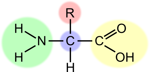 Amino Acid Highlight