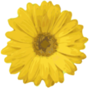 download Flower 04 clipart image with 45 hue color