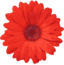 Flower 04