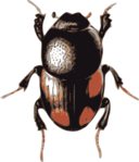 Beetle Caccobius