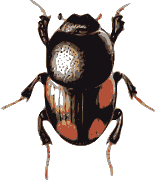 Beetle Caccobius