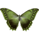 download Morpho Theseus clipart image with 45 hue color