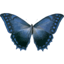 download Morpho Theseus clipart image with 180 hue color