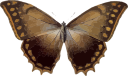 Morpho Theseus