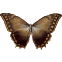 download Morpho Theseus clipart image with 0 hue color