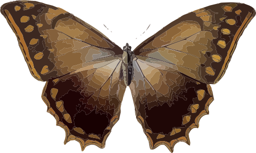 Morpho Theseus