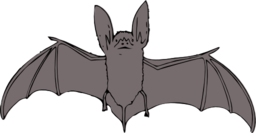 Bat