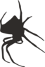 Spider Silhouette