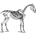 Horse Skeleton