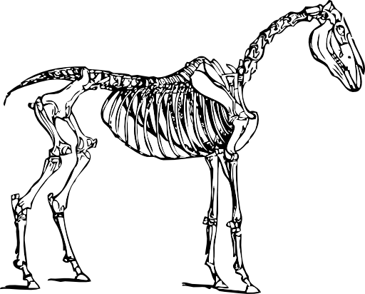 Horse Skeleton