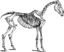 Horse Skeleton