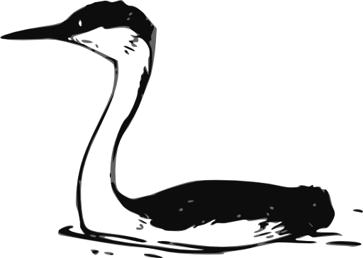 Western Grebe 2