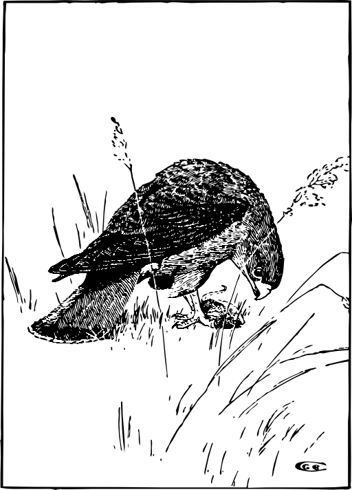 Kestrel