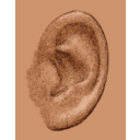 Das Menschliche Ohr Grafikstil