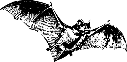 Bat