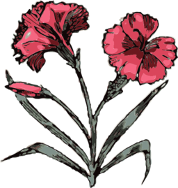 Carnation