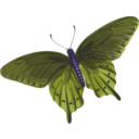 download Butterfly Papilio Philenor Top clipart image with 225 hue color