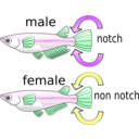 download Killifish clipart image with 90 hue color