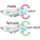 download Killifish clipart image with 135 hue color
