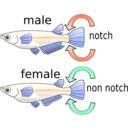 download Killifish clipart image with 180 hue color