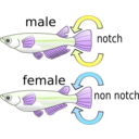 download Killifish clipart image with 225 hue color