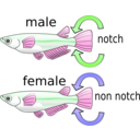 download Killifish clipart image with 270 hue color
