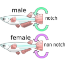download Killifish clipart image with 315 hue color