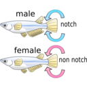 download Killifish clipart image with 0 hue color